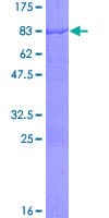 Human CELF2 / CUGBP2 Protein (Recombinant GST)