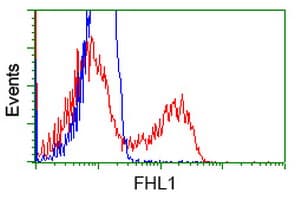 SLIM / FHL1 Antibody (clone OTI3H3)