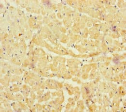 NBAS / NAG Antibody