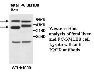 IQCD Antibody (aa1-153)