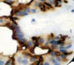 EMA / MUC1 Antibody (clone E29)