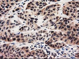 MMAA Antibody (clone OTI3G5, Carrier-free)