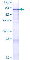 Human PIGT Protein (Recombinant GST)