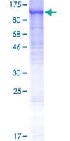 Human TCAF1 / FAM115A Protein (Recombinant GST)
