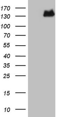 RET Antibody (aa713-1017, clone OTI5F2)