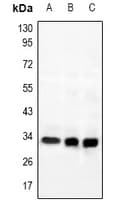 Polyclonal Rabbit anti-Human MRGPRG Antibody (IF, WB)