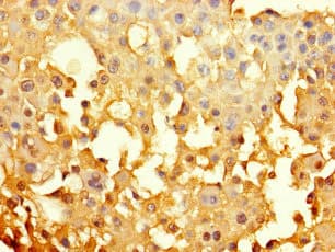 GJB6 / CX30 / Connexin 30 Antibody