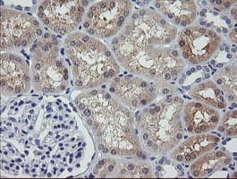 UBE2G2 Antibody (clone OTI4A12)