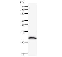 CBFB Antibody (clone 344C3a)