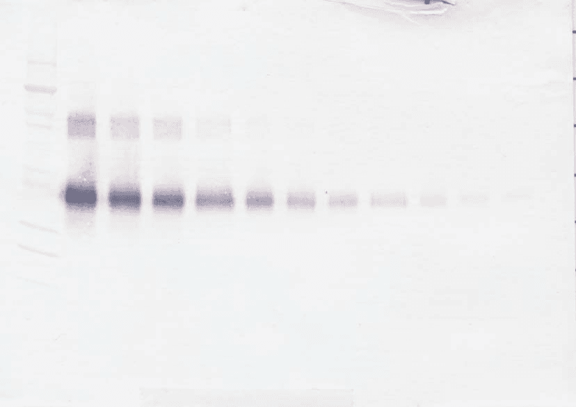 Polyclonal Rabbit anti-Human IL2RA / CD25 Antibody (Biotin, WB)