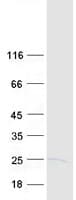Human HEM45 / ISG20 Protein (Recombinant Myc-DDK (Flag))