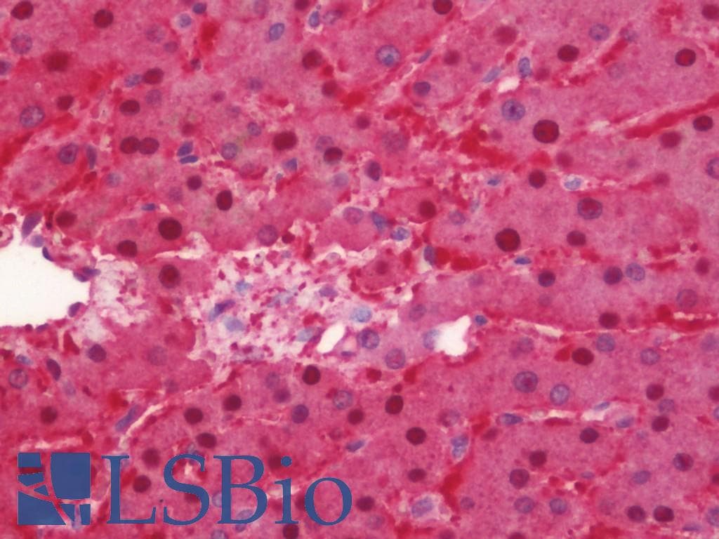 MAT2A Antibody (Internal, Biotin)