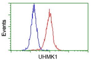 UHMK1 / KIS Antibody (clone OTI2D3)