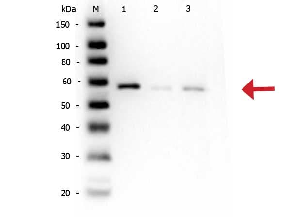 AKT1 + AKT2 + AKT3 Antibody (phospho-Ser473)