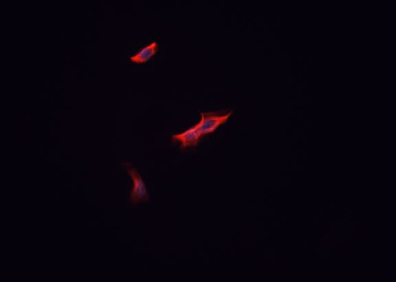 Polyclonal Rabbit anti-Human RPS9 / Ribosomal Protein S9 Antibody (IF, WB)