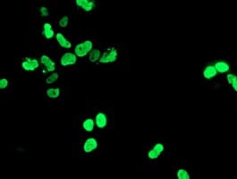 HOXC11 Antibody (clone OTI1F8)