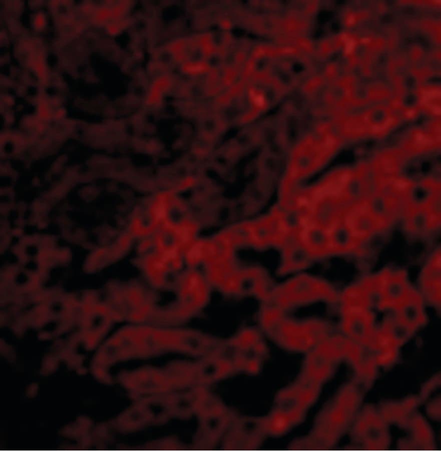 BCL2A1 Antibody