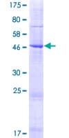 Human PAQR4 Protein (Recombinant GST)