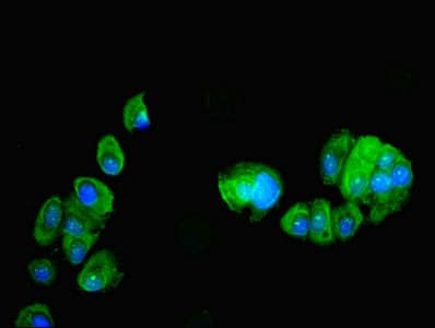 PDRG1 Antibody (aa1-133)