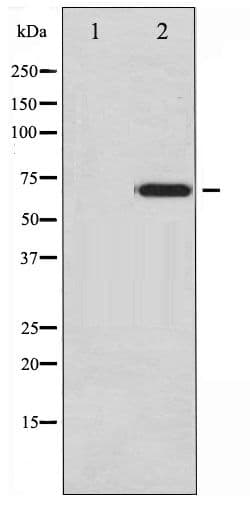 EZR / Ezrin Antibody (phospho-Tyr478)