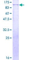 Human MYB / c-Myb Protein (Recombinant GST)