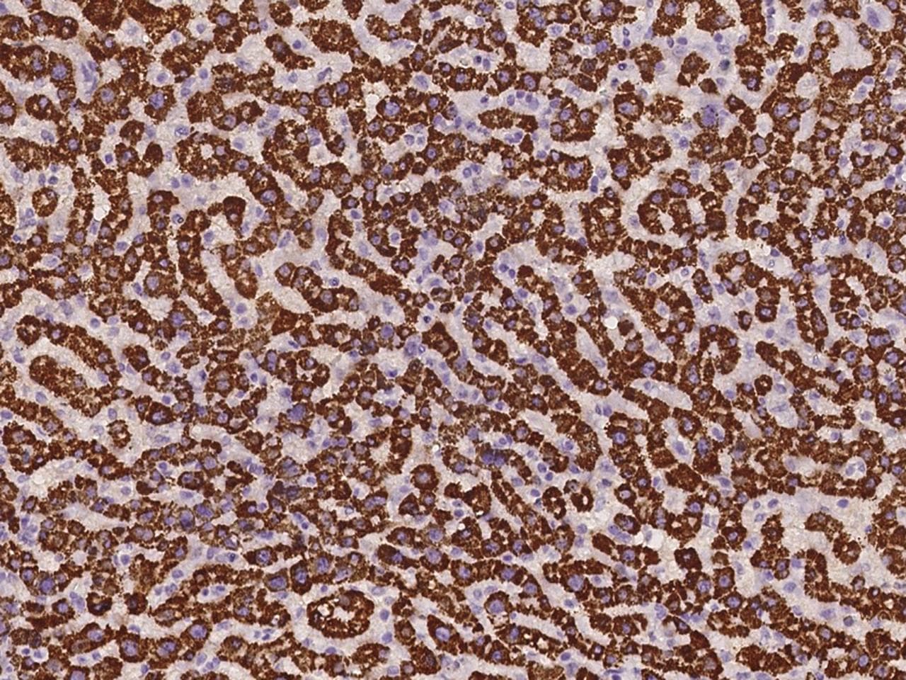 Polyclonal Rabbit anti-Human SBNO2 Antibody (IHC, IF)