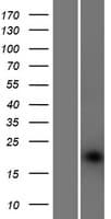 POFUT1 Protein (Over-Expression Lysate Myc-DDK (Flag))