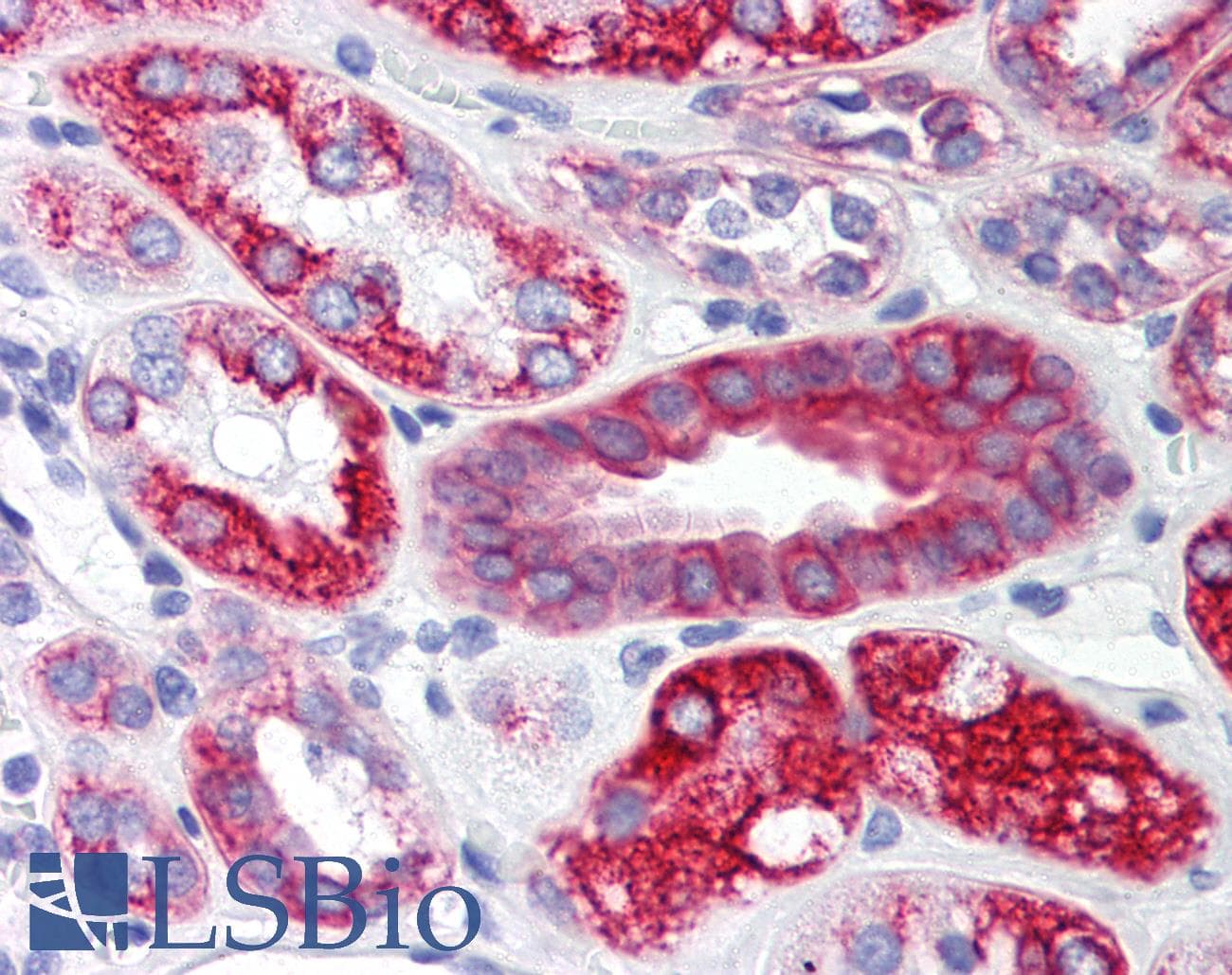 IHC-plus™ SCO2 Antibody