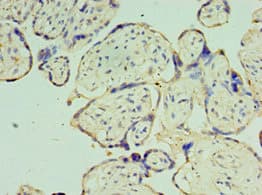 TOMM40 / TOM40 Antibody (aa1-361)