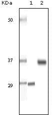 SRA1 / SRA Antibody (clone 7H1G1)