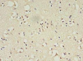 ATL3 Antibody (Biotin)