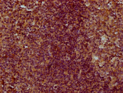 CNFN Antibody