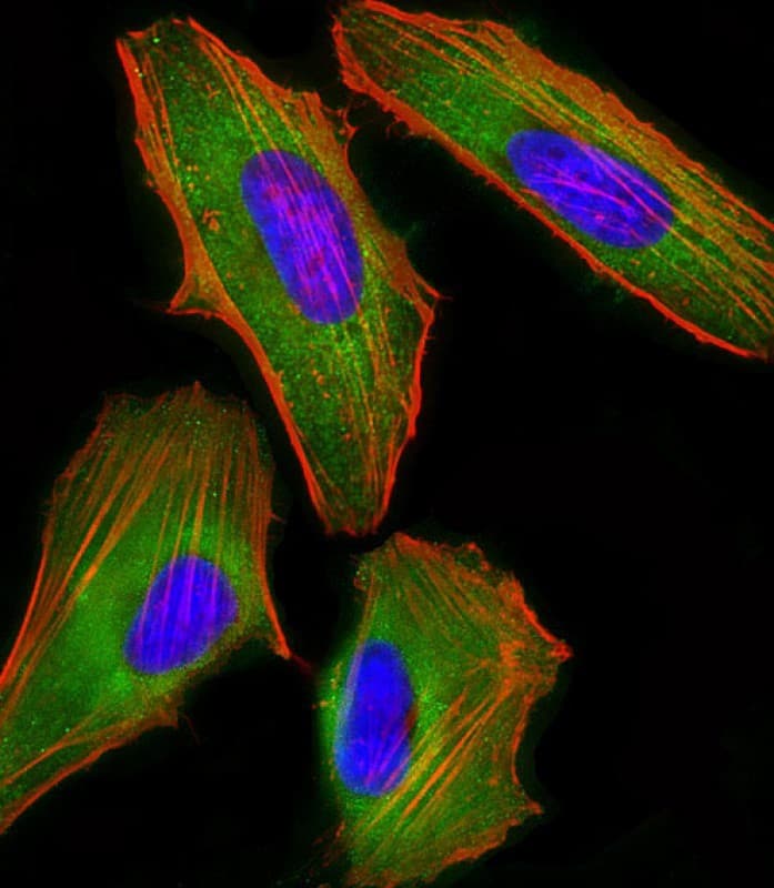FAM120A Antibody (clone 1501CT803.19.85.5)