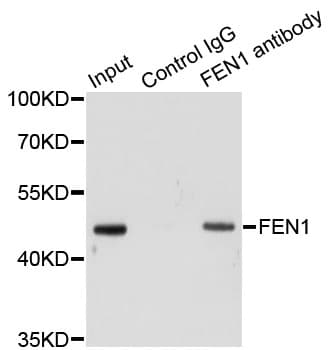 FEN1 Antibody