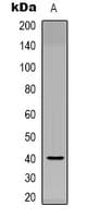 NODAL Antibody (C-Terminus)
