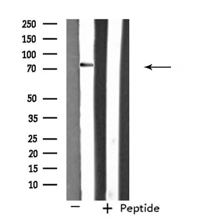 RIN1 Antibody