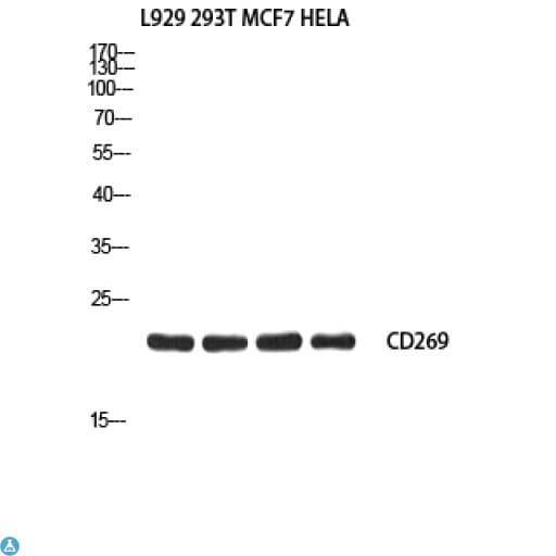 Polyclonal Rabbit anti-Human TNFRSF17 / BCMA Antibody (WB)