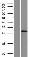 DUXA Protein (Over-Expression Lysate Myc-DDK (Flag))