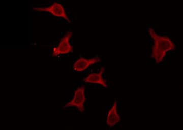 MOBKL2C / MOB3C Antibody