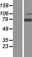 LRRN3 Protein (Over-Expression Lysate Myc-DDK (Flag))