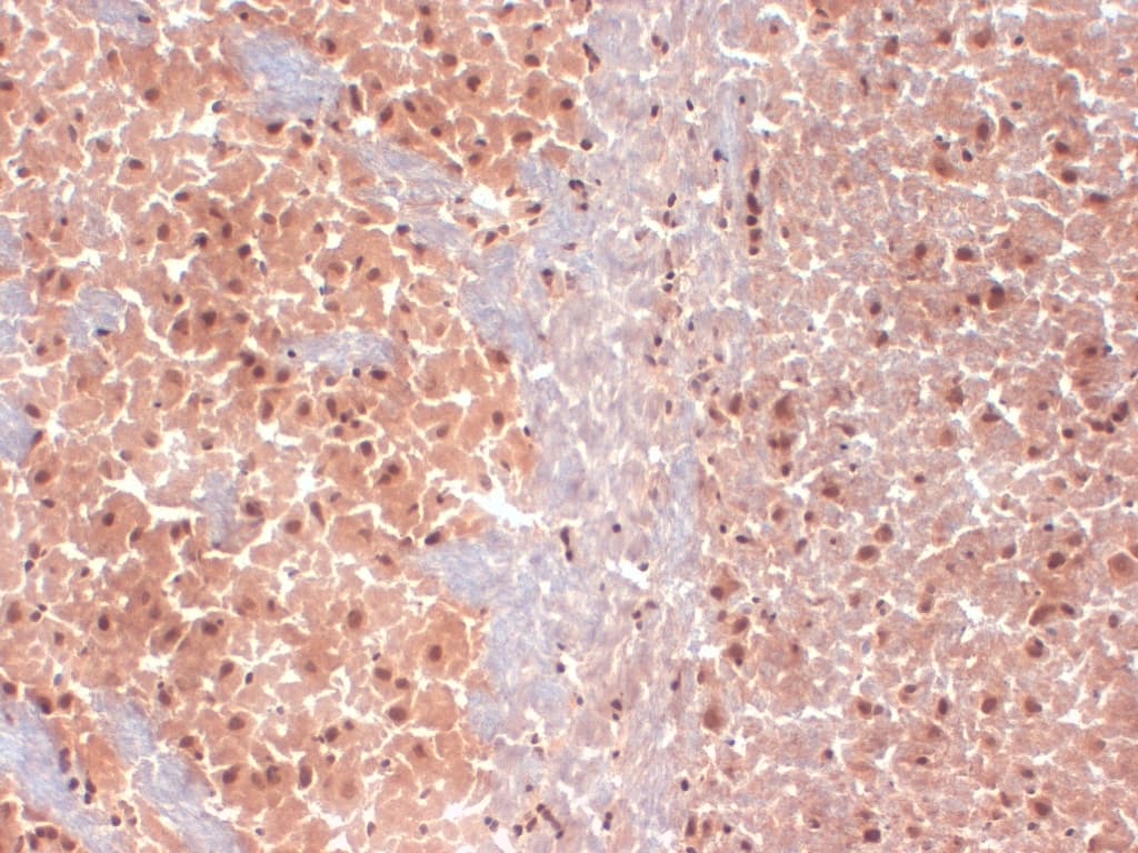 HCN1 Antibody (aa778-910, clone S70-28, AP)
