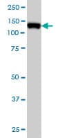 Monoclonal Mouse anti-Human MCM2 Antibody (clone 6A8, IF, WB)