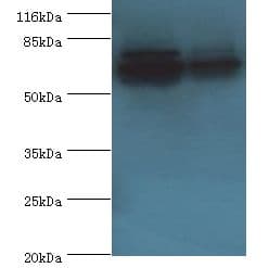 ATP5A1 / ATP Synthase Alpha Antibody (aa44-553)