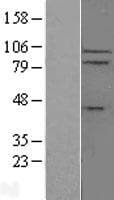 IL17RC Protein (Over-Expression Lysate Myc-DDK (Flag))