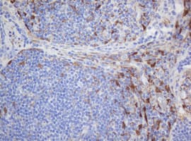 Selenium Binding Protein 1 Antibody (clone OTI3C6)