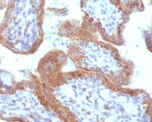 MAML2 Antibody (clone MMLP2-1, Azide-free, BSA-free)