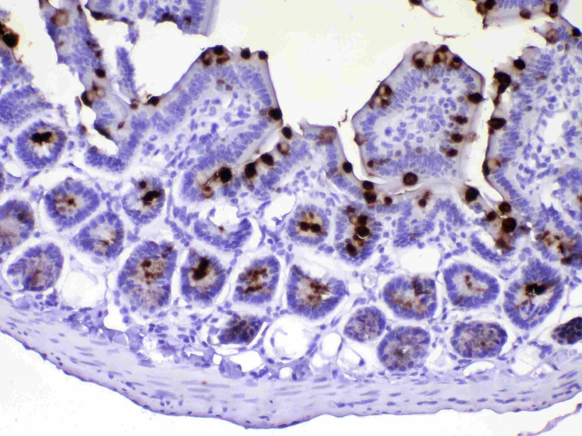 TFF3 / Trefoil Factor 3 Antibody