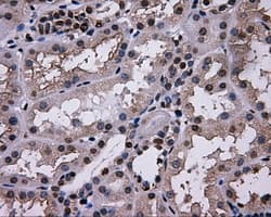 L1CAM Antibody (clone OTI3G1)