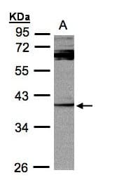 Polyclonal Rabbit anti-Human DUSP7 Antibody (aa258-350, IHC, WB)