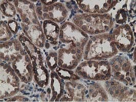 ERGIC-53 / LMAN1 Antibody (clone OTI1E3)